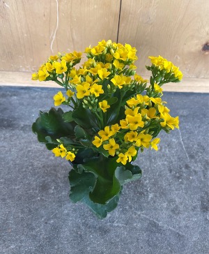 Kalanchoe  