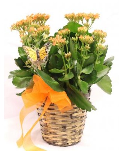 Orange Kalanchoe  Basket