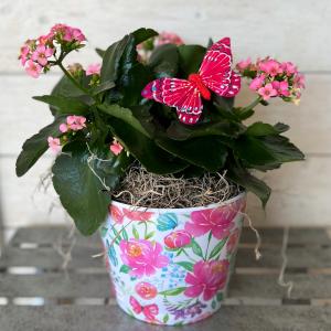 Kalanchoe Blooming Houseplant