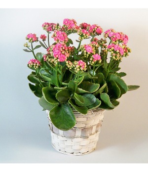 Kalanchoe blooming indoor plant