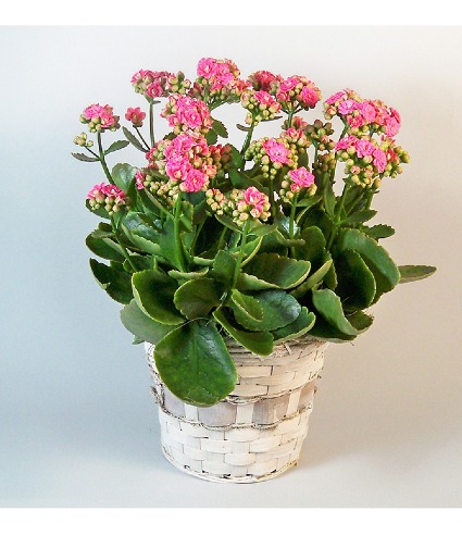 Kalanchoe blooming indoor plant