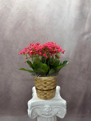 Kalanchoe Houseplant
