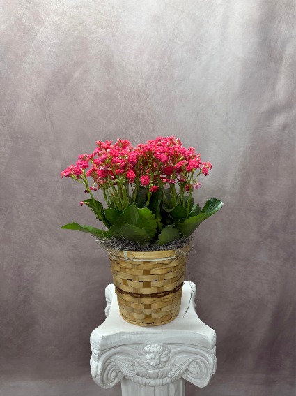 Kalanchoe Houseplant