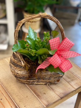 Kalanchoe in a Designer Basket 