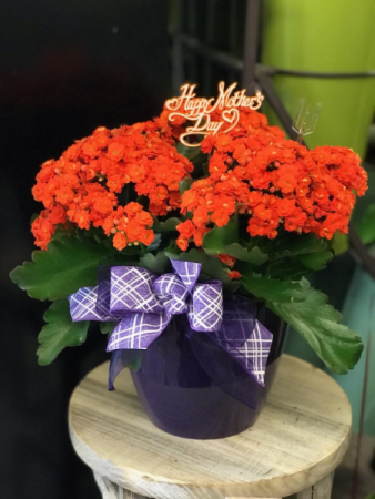Kalanchoe Indoor Blooming Plant