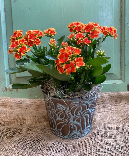Kalanchoe is seasonal metal pumpkin pot 6" diameter plant