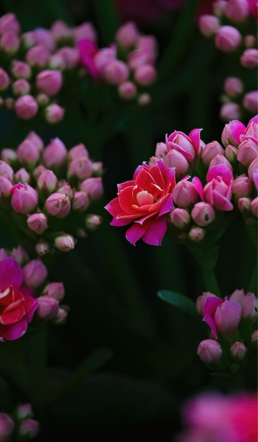 Kalanchoe Plant  in Jacksboro, TX | AMBROSE FLORAL DESIGNS