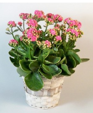 Kalanchoe  Plant