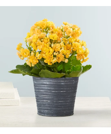 Kalanchoe Plant  in Granbury, TX | Domino's Blooms