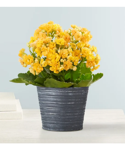 Kalanchoe Plant 
