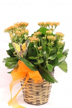 Kalanchoe Plant Nicer Container