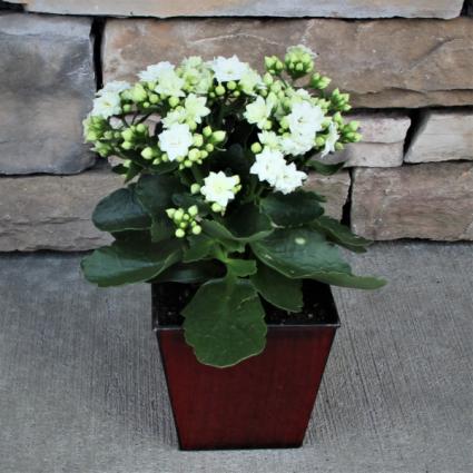 Kalanchoe Plant blooming plant