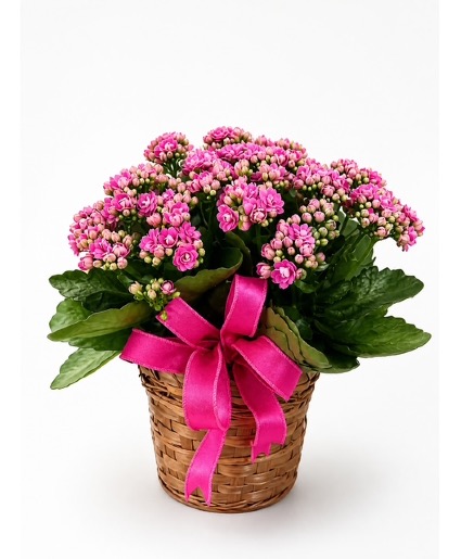 Kalanchoe plant Blooming plant