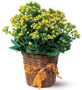 Kalanchoe Plant Blooming Plant