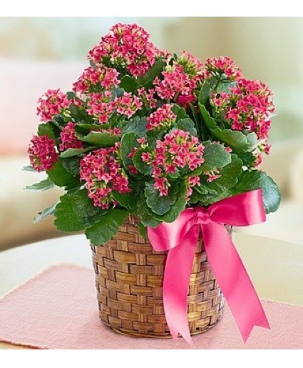 Kalanchoe Plant 