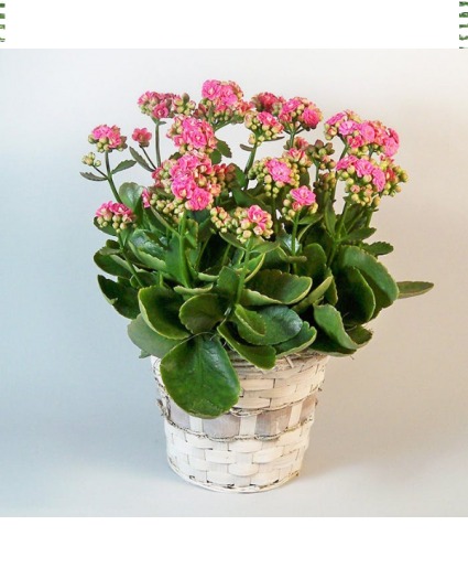 KALANCHOE PLANT PLANT