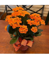 Kalanchoe plant Plant