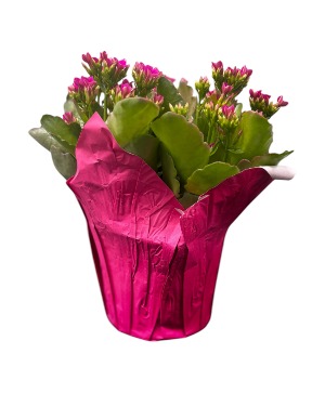 Blooming plant Spring