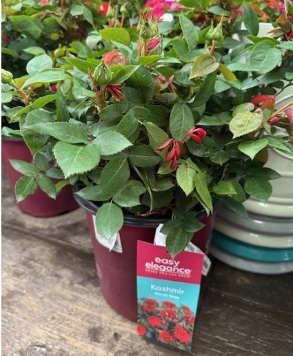 Kashmir Shrub Rose Bush Shrub