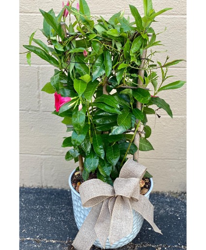 KAY Blooming Outdoor Plant