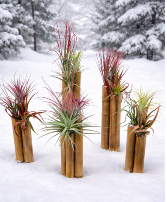KC1225 Tillandsia Bamboo Gardens