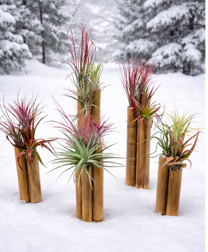 KC1225 Tillandsia Bamboo Gardens