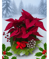 KC625 Our smallest poinsettia Green and Blooming Plants