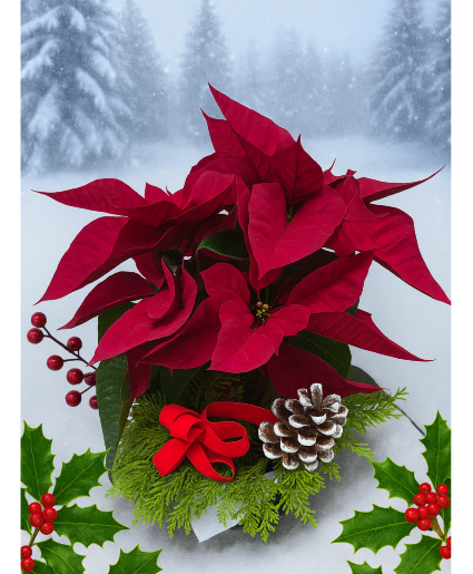 KC625 Our smallest poinsettia Green and Blooming Plants