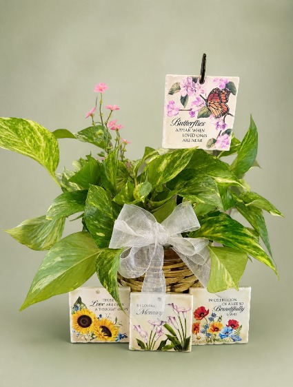 Keepsake Stone Plant 