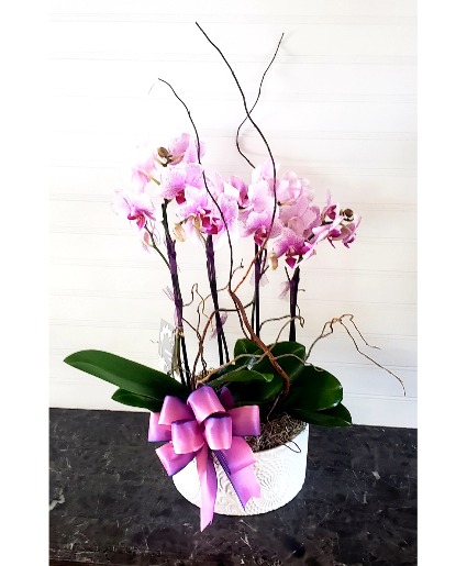 Kim's Dish Garden in Ceramic Pot Exclusively at Mom & Pops