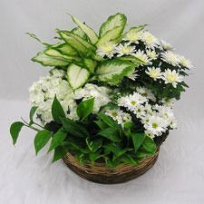Planter with cuts     (P) 
