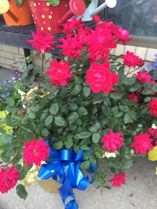 Knock-Out Rose Bush Live Plants