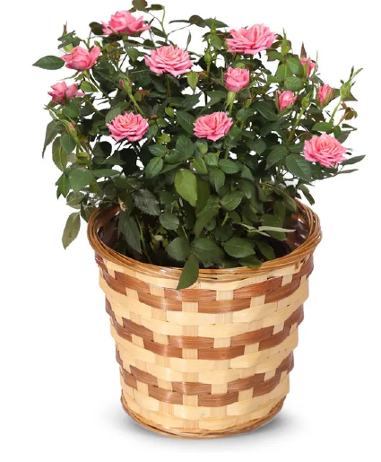 Knockout Rose roses