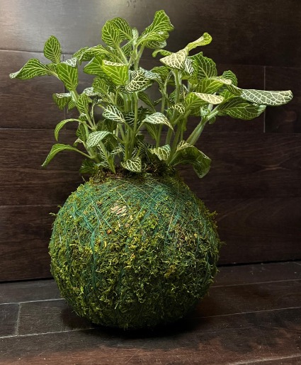 KOKEDAMA MEDIUM PLANT