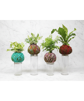 Kokedama plant hanger 
