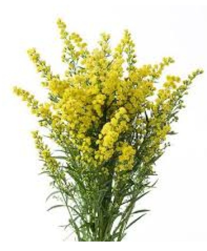 Solidago 