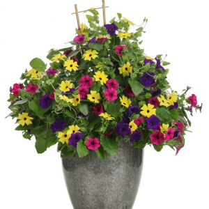 Queen Anne -- 16" Pot 