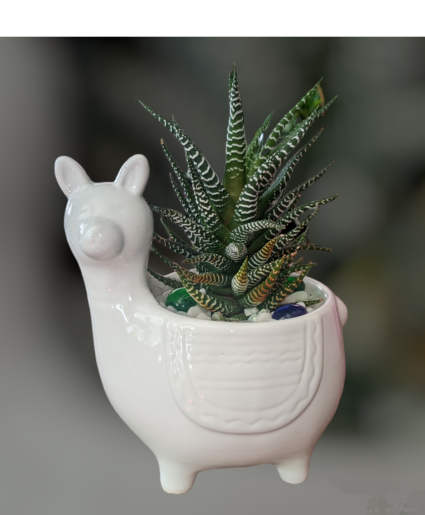 Lama Tell Ya Bout it  Assorted Succulents in a Lama container 