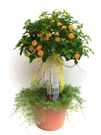 Lantana topiary Outdoor Planter