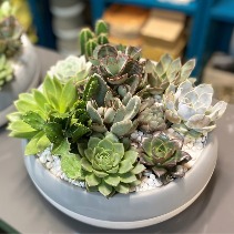 Lapis Garden 