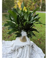 Large 10 inch Peace Lily House Plant