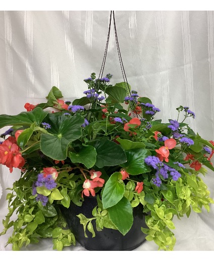 Large 14 Inch Hanging Basket Hanging Basket of mixed Annuals
