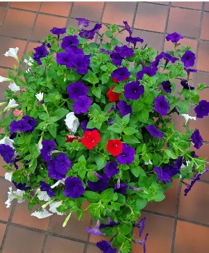 Large 14 inch Patio Pot Outdoor Blooming