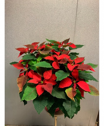 Large 4 Stem Poinsettia Plant