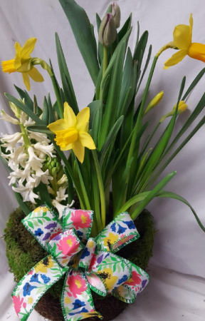 Beautiful Bulb Garden to enjoy inside! P)  When it is time for planting you can plant bulbs in spring or fall for next years blooms!!