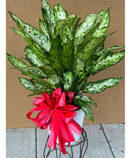 Large Aglaonema "Silver Queen" Live Plant