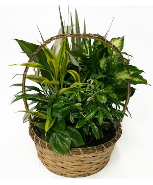 Large Basket Garden Plants