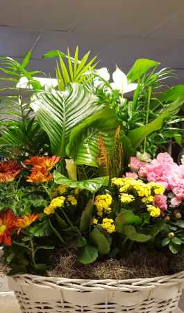 Large basket Plant