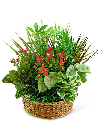 Large Blooming Garden Basket Plant