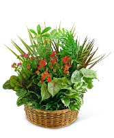 Large Blooming Dish Garden Potted Plant